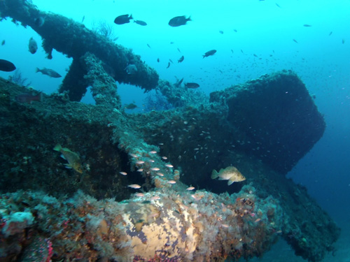 moray-stern-fish