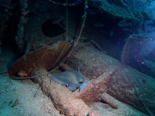 moray-torpedo-ray